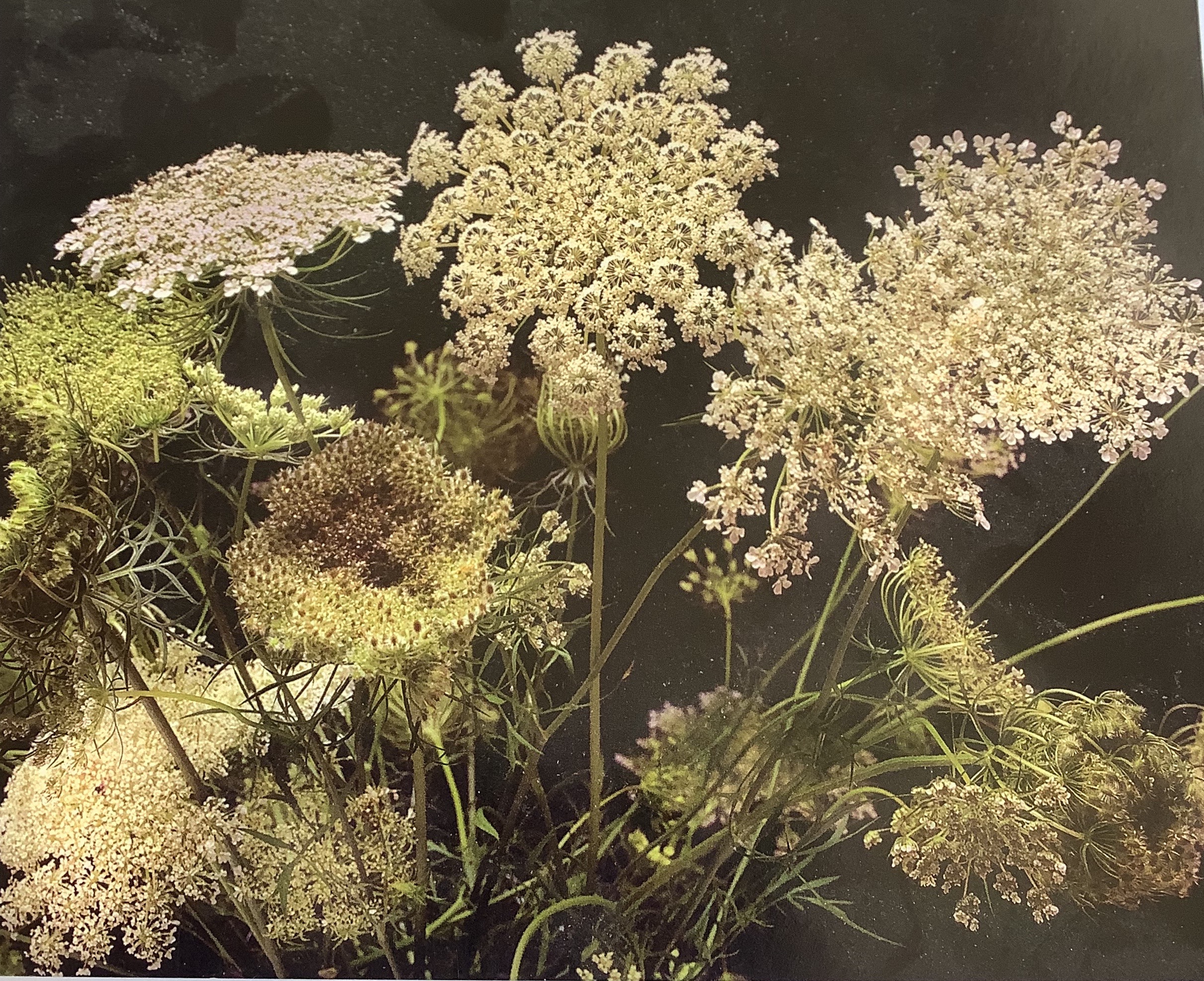 Queen Anne's Lace #2 by David A. McClintock